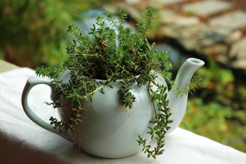 teapotplanter